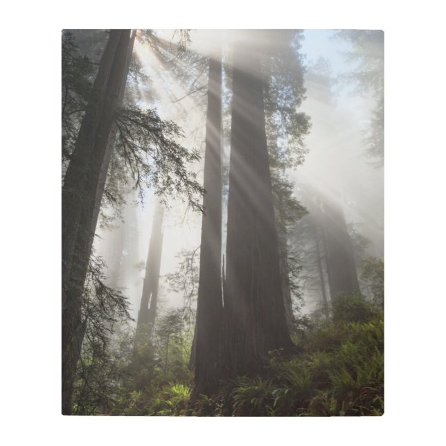 Redwood National Park California Metal Print (Front)