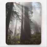Redwood National Park California Mouse Pad<br><div class="desc">USA,  California. Sunlight streaming through high branches in early morning mist,  Redwood National Park | DanitaDelimont.com | Judith Zimmerman | US05 JZI0213</div>