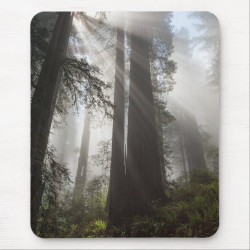Redwood National Park California Mouse Pad