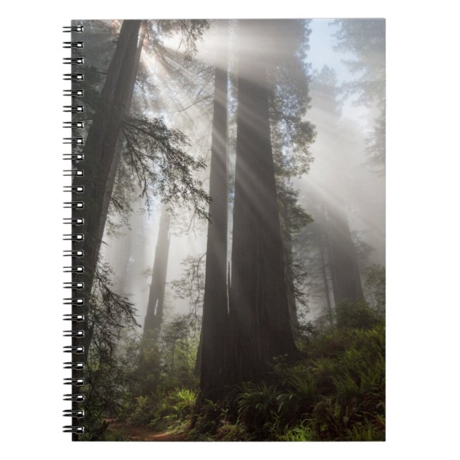 Redwood National Park California Notebook (Front)