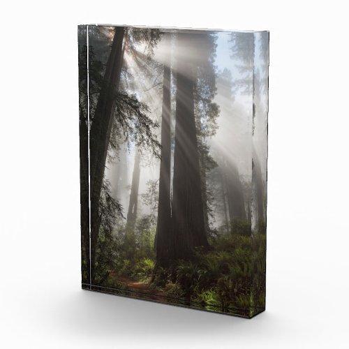 Redwood National Park California Photo Block