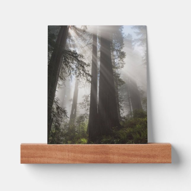 Redwood National Park California Picture Ledge (Front)