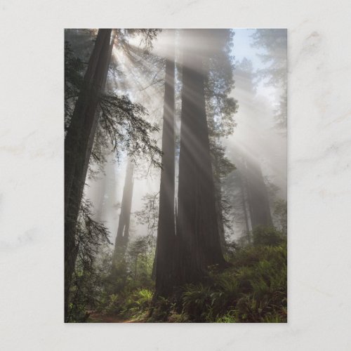 Redwood National Park California Postcard