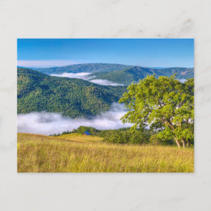 Redwood National Park, California Postcard
