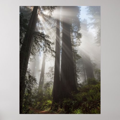 Redwood National Park California Poster