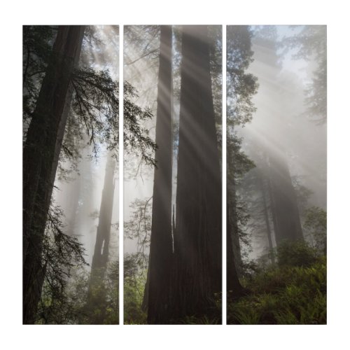 Redwood National Park California Triptych
