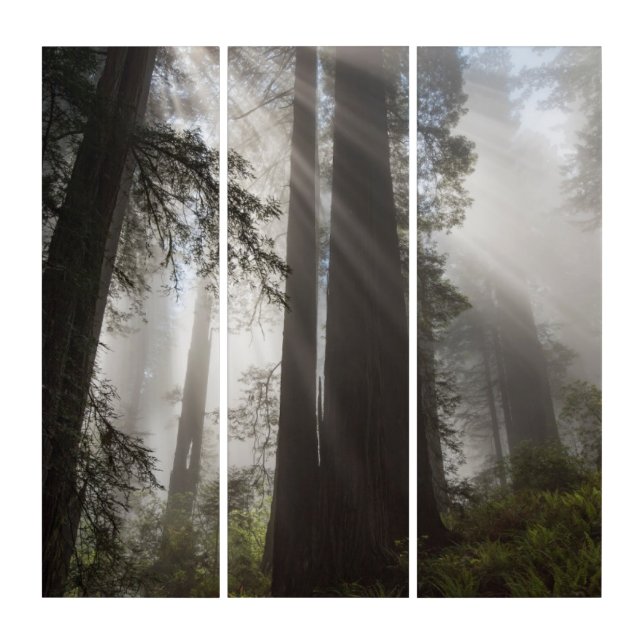 Redwood National Park California Triptych (Front)