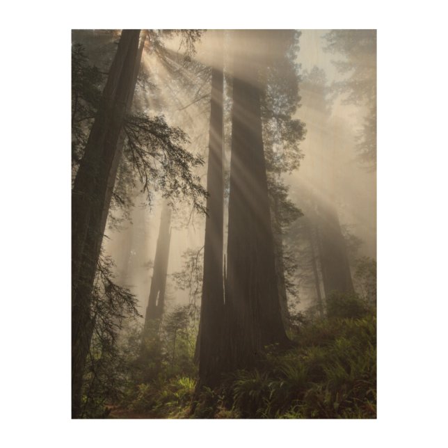 Redwood National Park California Wood Wall Art (Front)