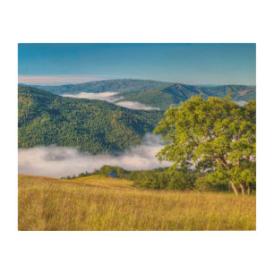 Redwood National Park, California Wood Wall Art