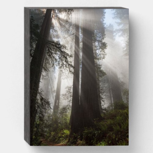 Redwood National Park California Wooden Box Sign