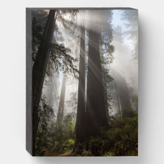 Redwood National Park California Wooden Box Sign (Front Vertical)