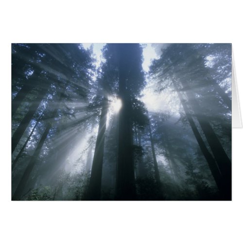 Redwood National Park Del Norte County foggy