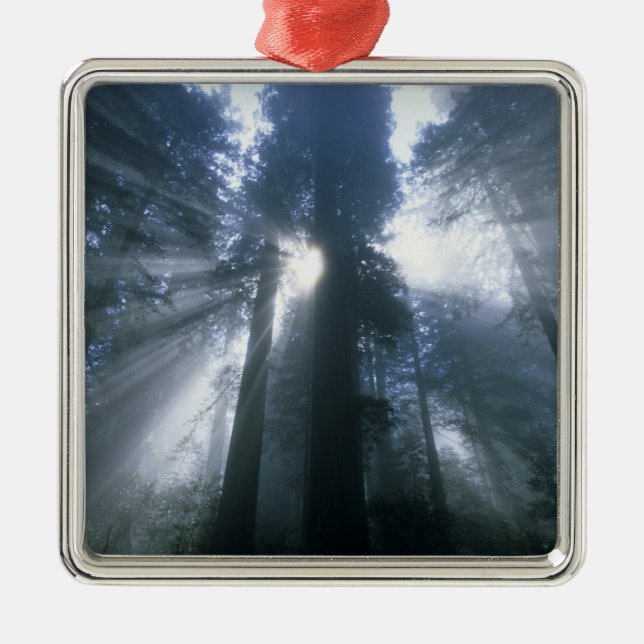 Redwood National Park, Del Norte County, foggy Metal Ornament (Front)