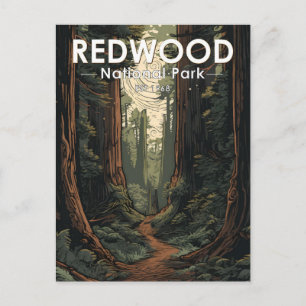 Redwood National Park Illustration Trail Vintage Postcard
