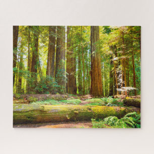 Redwood National Park in California Jigsaw Puzzle