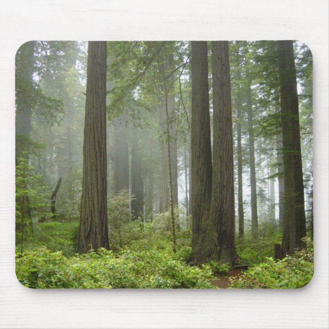 Redwood National Park Mouse Pad (Front)