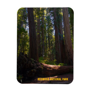 Redwood National Park Stout Grove Magnet