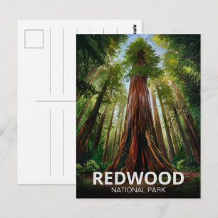 Redwood national state park, Coastal California Postcard