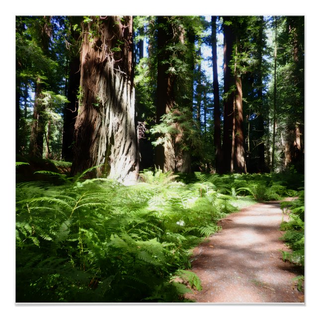 Redwood Pathway Poster (Front)