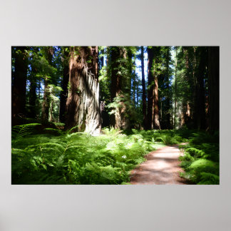 Redwood Pathway Poster