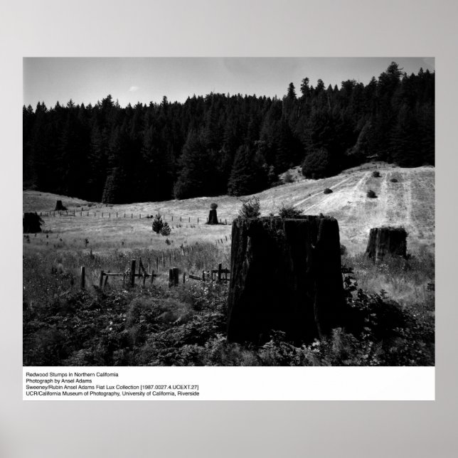 Redwood Stumps by Ansel Adams Poster (Front)