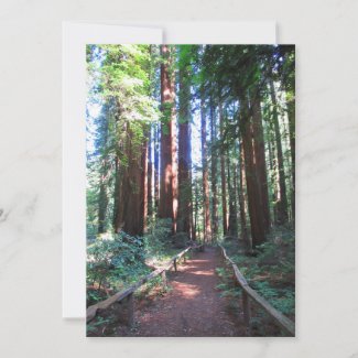Redwood Trail Norther California 