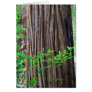 Redwood Tree Cards