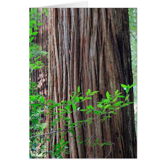 Redwood Tree Cards (Front)
