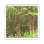 Redwood Trees at Muir Woods National Monument Acrylic Tray