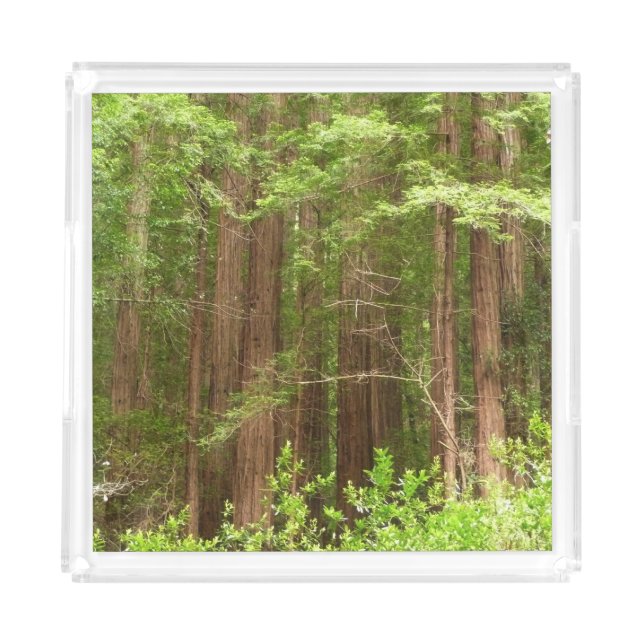 Redwood Trees at Muir Woods National Monument Acrylic Tray (Front)