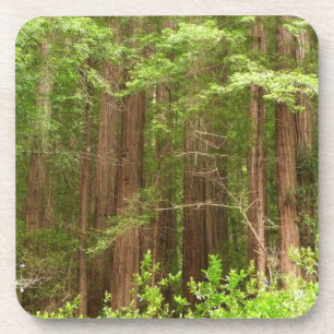 Redwood Trees at Muir Woods National Monument Beverage Coaster