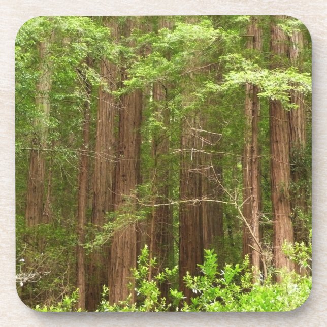 Redwood Trees at Muir Woods National Monument Beverage Coaster (Front)