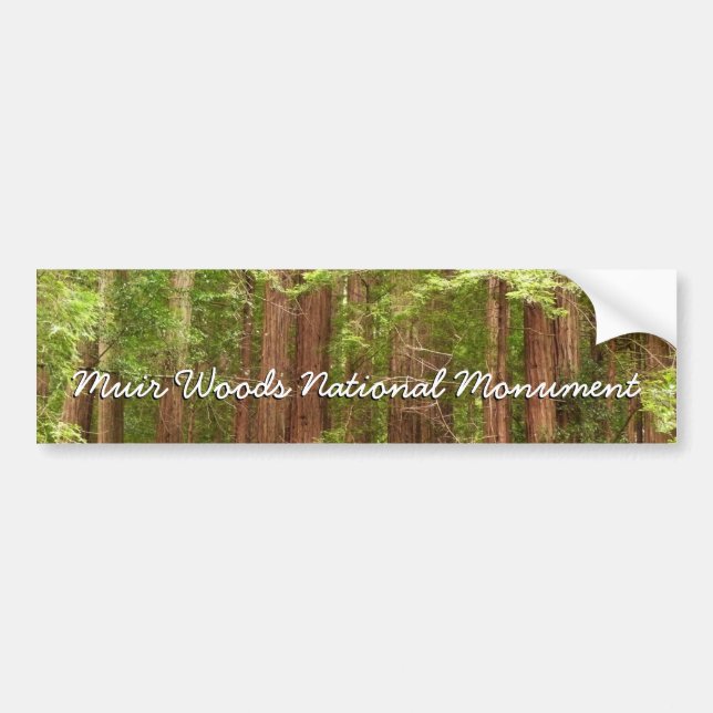 Redwood Trees at Muir Woods National Monument Bumper Sticker (Front)