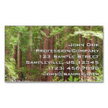 Redwood Trees at Muir Woods National Monument Business Card Magnet