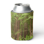 Redwood Trees at Muir Woods National Monument Can Cooler