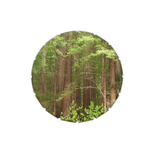 Redwood Trees at Muir Woods National Monument Candy Tin (Top)