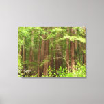 Redwood Trees at Muir Woods National Monument Canvas Print