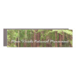 Redwood Trees at Muir Woods National Monument Car Magnet