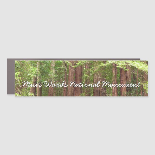 Redwood Trees at Muir Woods National Monument Car Magnet (Front)
