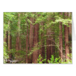 Redwood Trees at Muir Woods National Monument Card