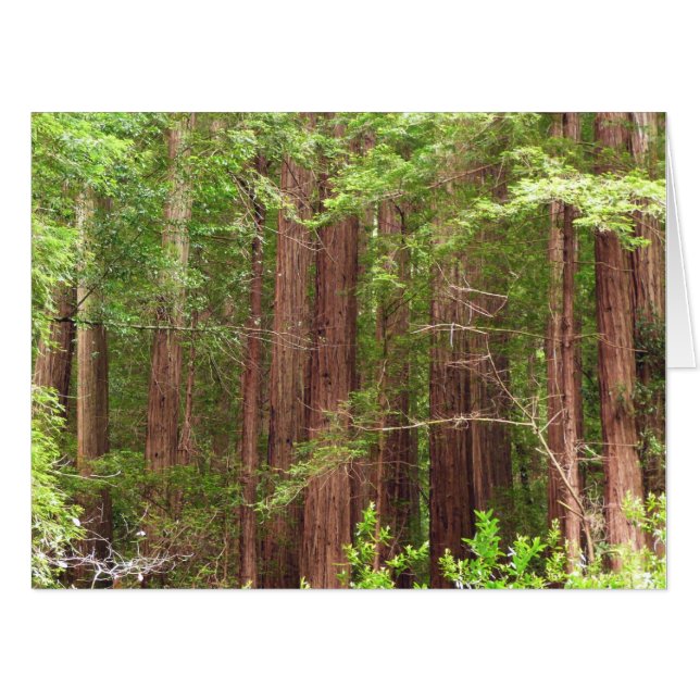 Redwood Trees at Muir Woods National Monument Card (Front Horizontal)