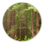 Redwood Trees at Muir Woods National Monument Ceramic Knob