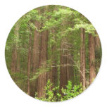 Redwood Trees at Muir Woods National Monument Classic Round Sticker