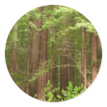 Redwood Trees at Muir Woods National Monument Classic Round Sticker