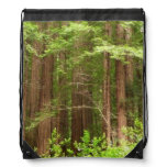 Redwood Trees at Muir Woods National Monument Drawstring Bag