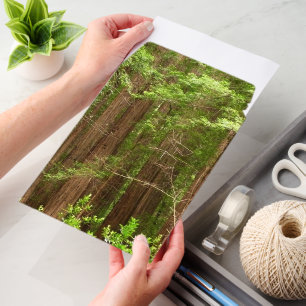 Redwood Trees at Muir Woods National Monument Envelope Mailers