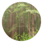 Redwood Trees at Muir Woods National Monument Eraser