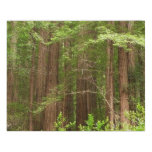 Redwood Trees at Muir Woods National Monument Faux Canvas Print