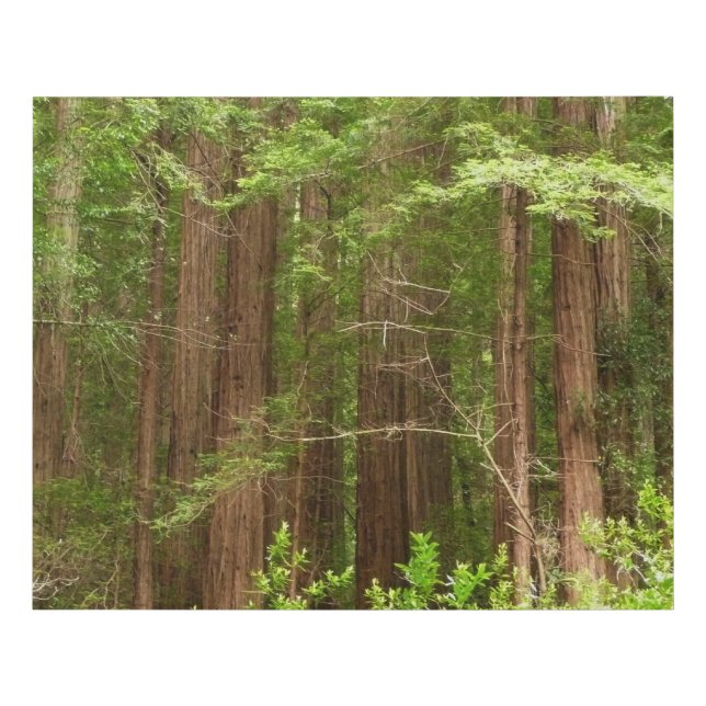 Redwood Trees at Muir Woods National Monument Faux Canvas Print (Front)