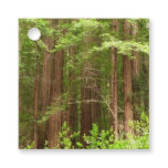 Redwood Trees at Muir Woods National Monument Favor Tags